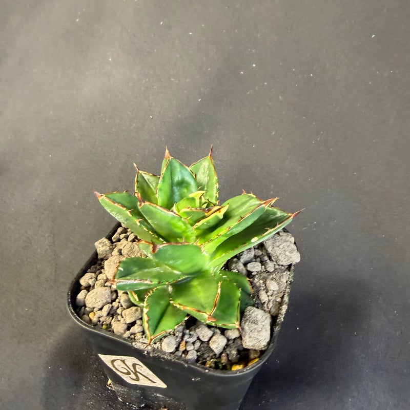 アガベ チタノタ 小島白刺 | HANDS PLANTS