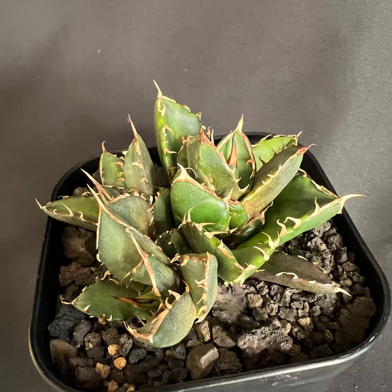 アガベ チタノタ 鬼爪 多頭 10532 | HANDS PLANTS