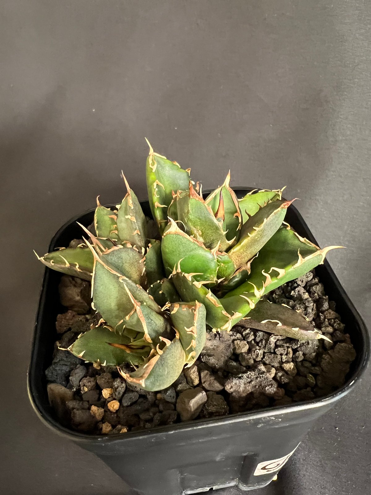 アガベ　チタノタ　鬼爪　発根済み アガベ チタノタ 鬼爪 多頭 10532 | HANDS PLANTS