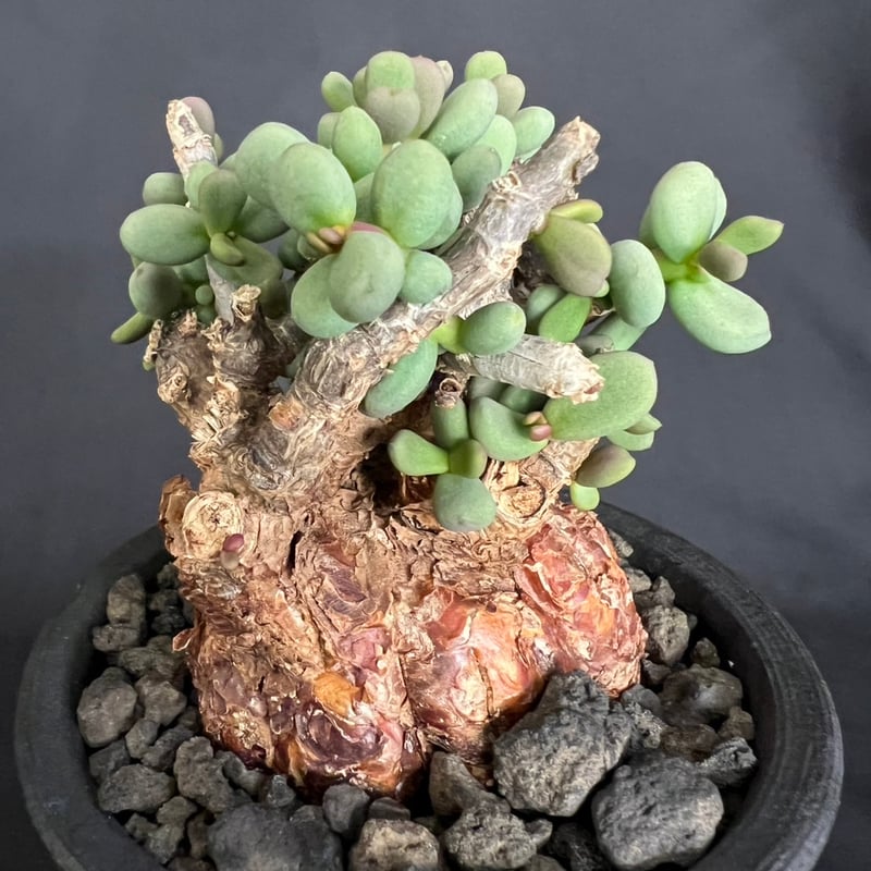 【期間限定特価】ケラリア・ピグマエア（現地株、発根済み） ケラリアピグマエア 現地株 発根済g | HANDS PLANTS