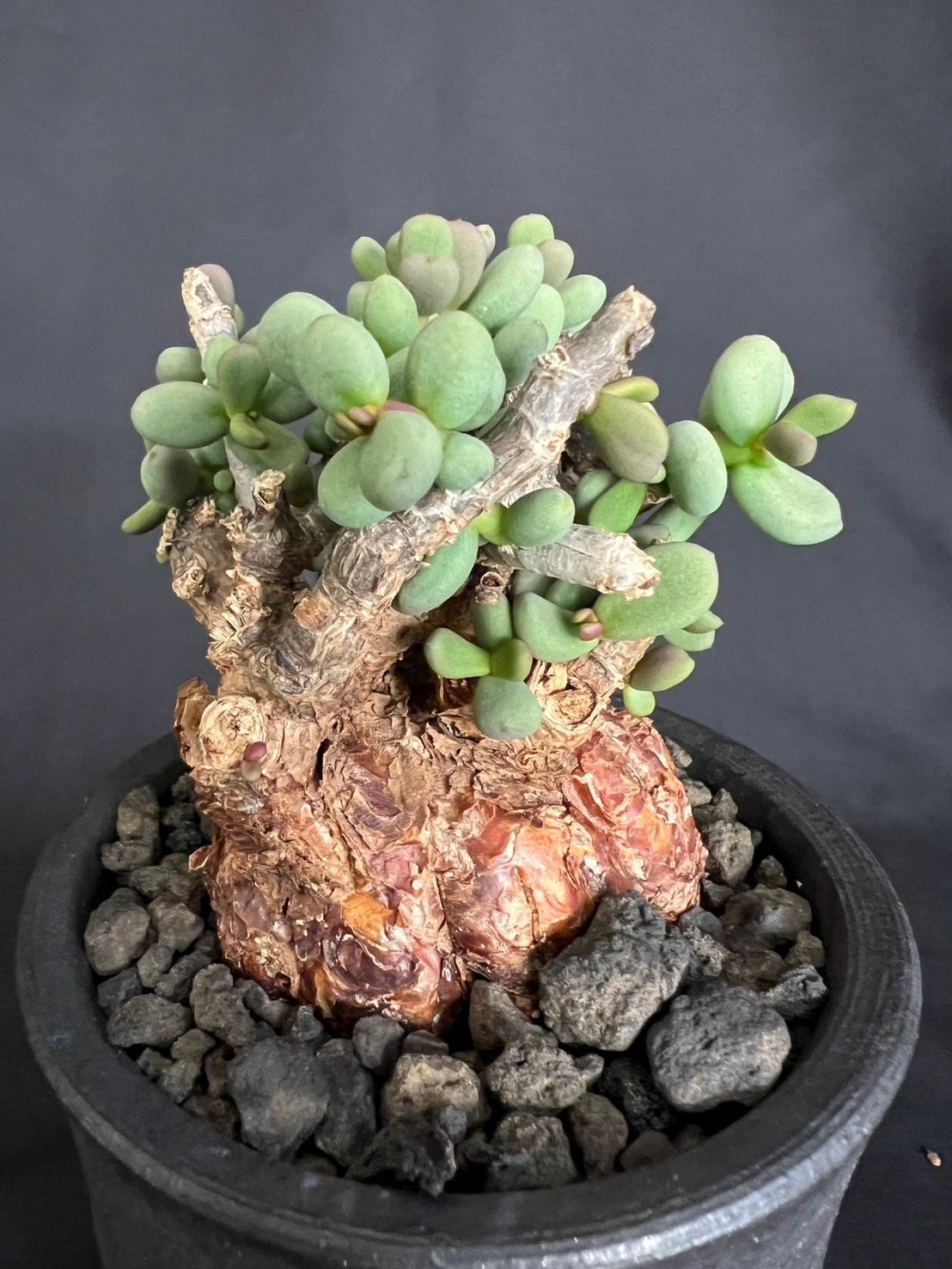 ケラリアピグマエア 現地株 発根済g | HANDS PLANTS