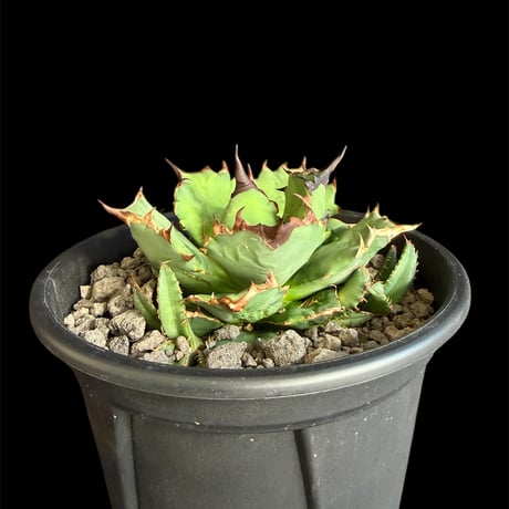 アガベチタノタ姫厳竜 | STORES