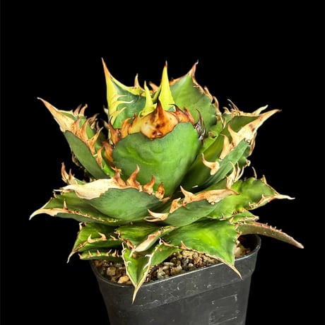 レッドキャットウィーズル | STORES