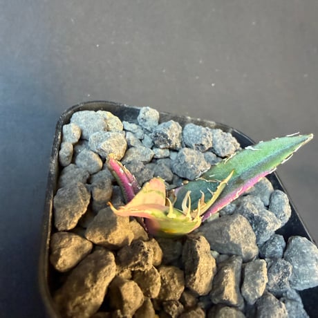 アガベ　チタノタ　白鯨錦　④