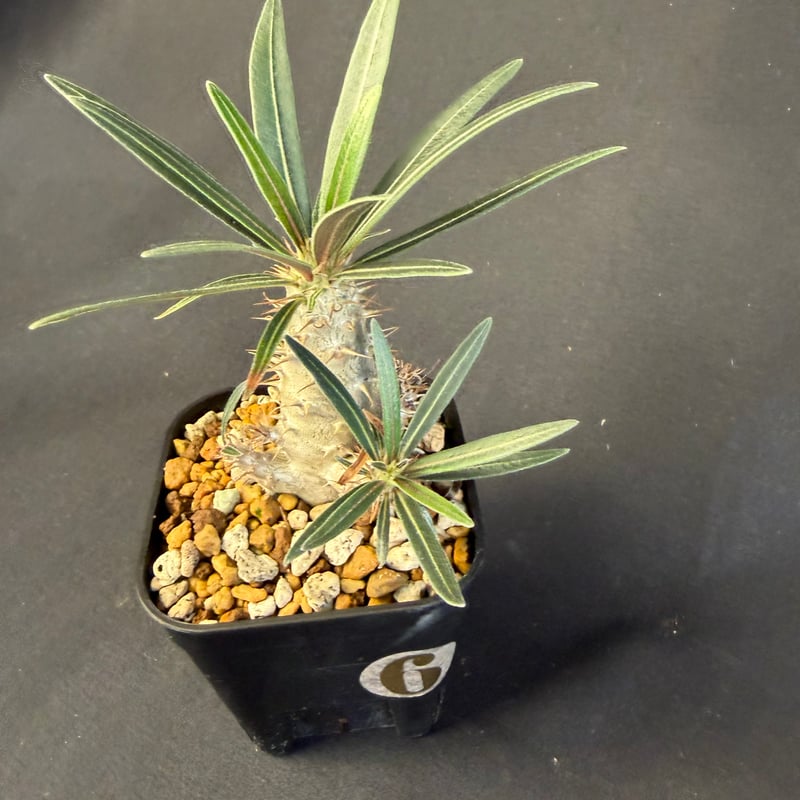 グラキリス 実生 13 g | HANDS PLANTS