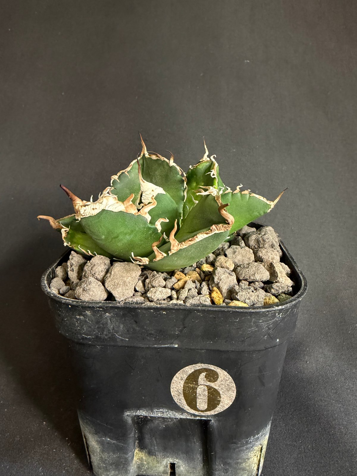 アガベ 南アフリカダイヤモンド胴切り株 25 | HANDS PLANTS