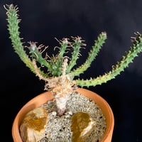 ユーフォルビア・ツベルクラータ(Euphorbia tuberculata)