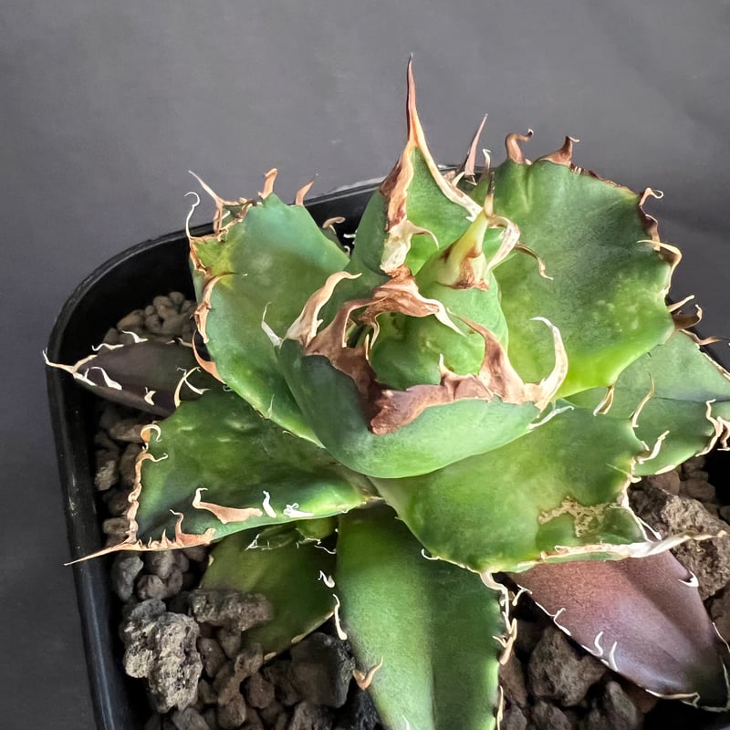 アガベ チタノタ シーザー 11 25 | HANDS PLANTS