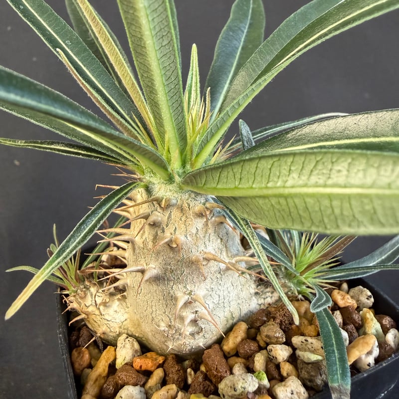 グラキリス 実生 Ⅺ 13 | HANDS PLANTS