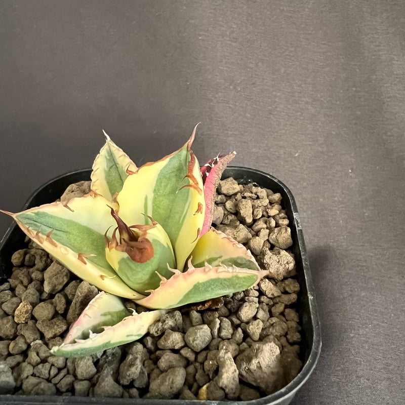 アガベ チタノタ スナグルトゥース③ | HANDS PLANTS