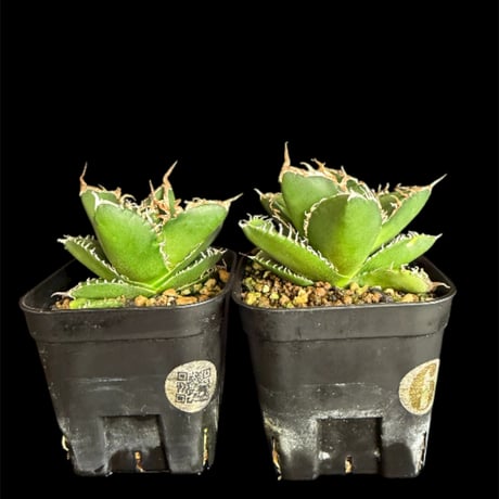 アガベsad | STORES