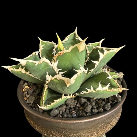 アガベ　チタノタ 狼人錦（子株大量！） アガベ チタノタ 狼人錦 中斑錦 Agave titanota were wolf White