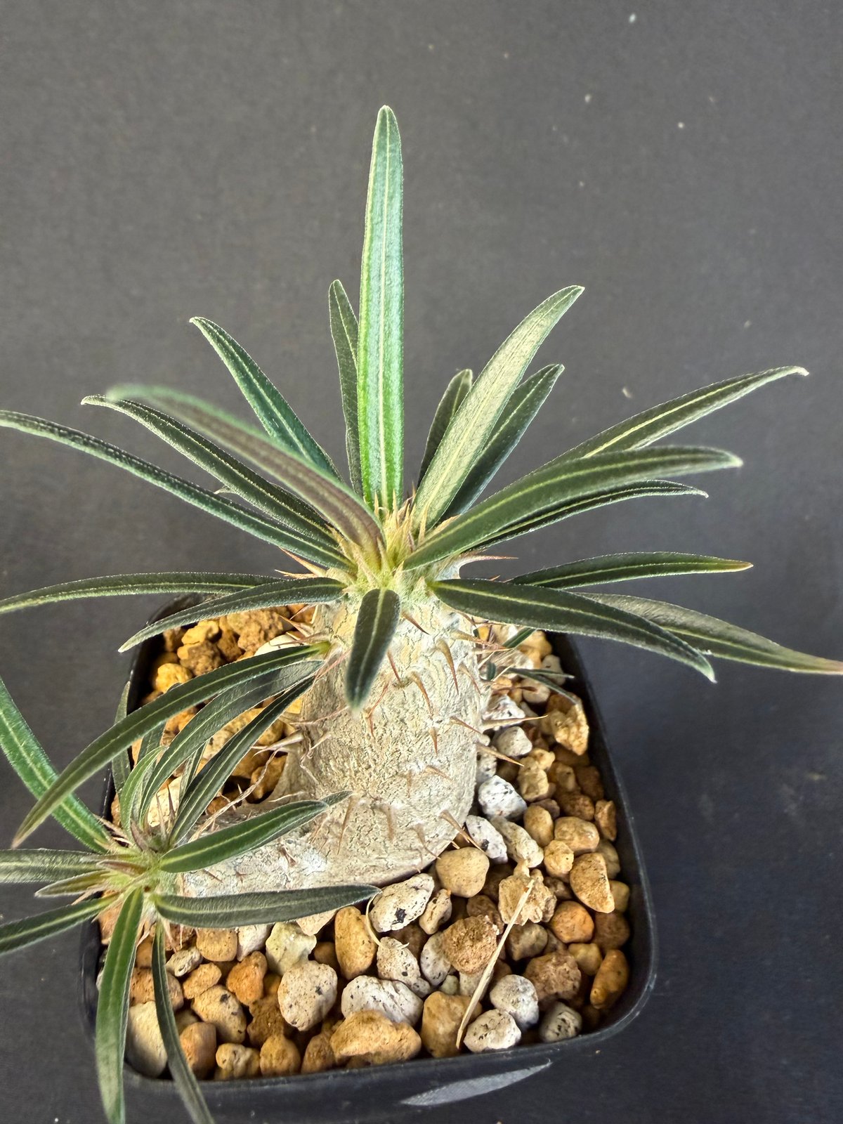 グラキリス 実生 13 グラキリス 実生 13 ny | HANDS PLANTS