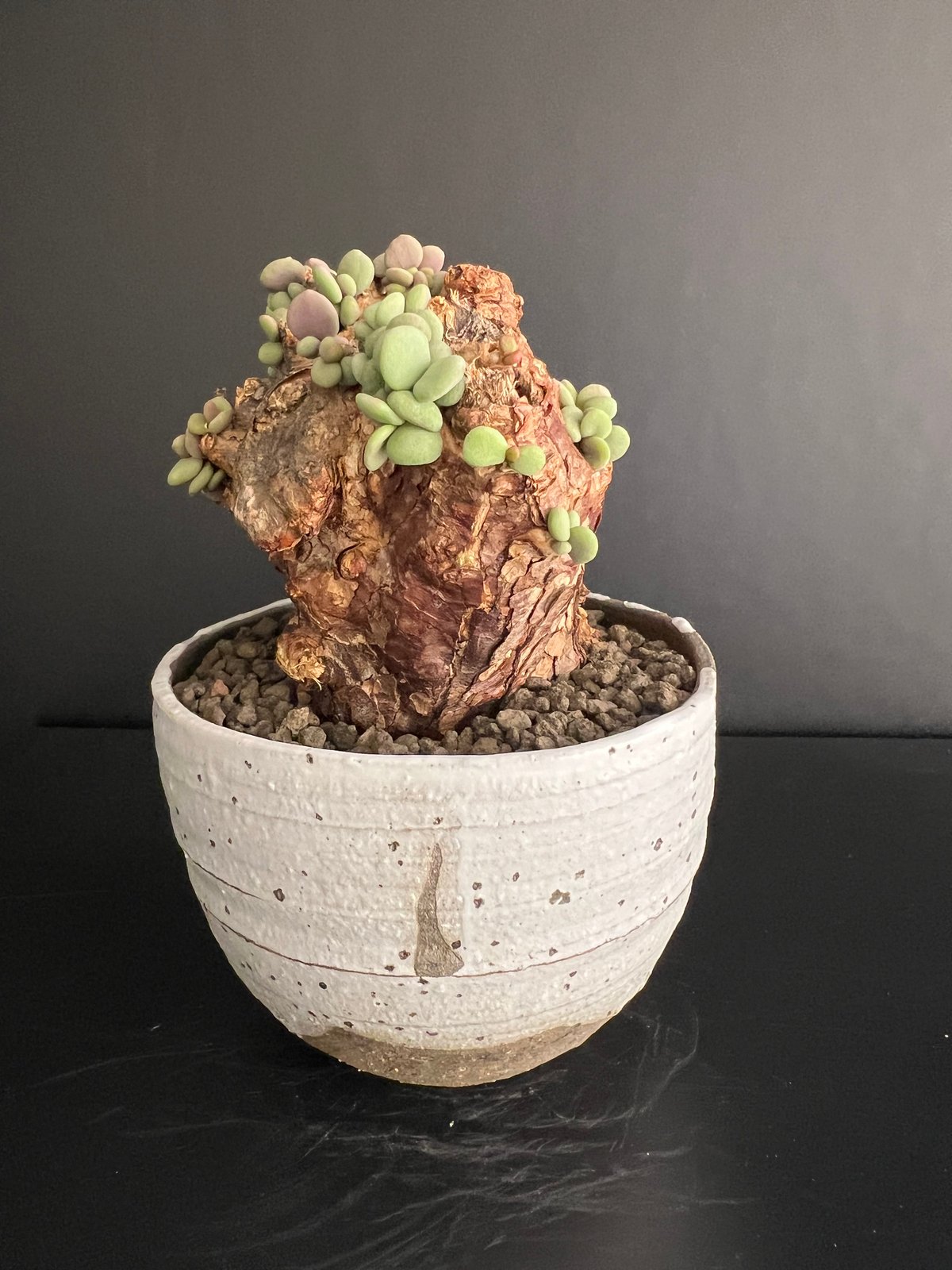 ケラリアピグマエア 現地株 発根済 b5 | HANDS PLANTS ケラリアピグマエア 現地株 発根済 b5 | HANDS PLANTS