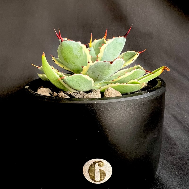 アガベ 吉祥冠錦 | HANDS PLANTS