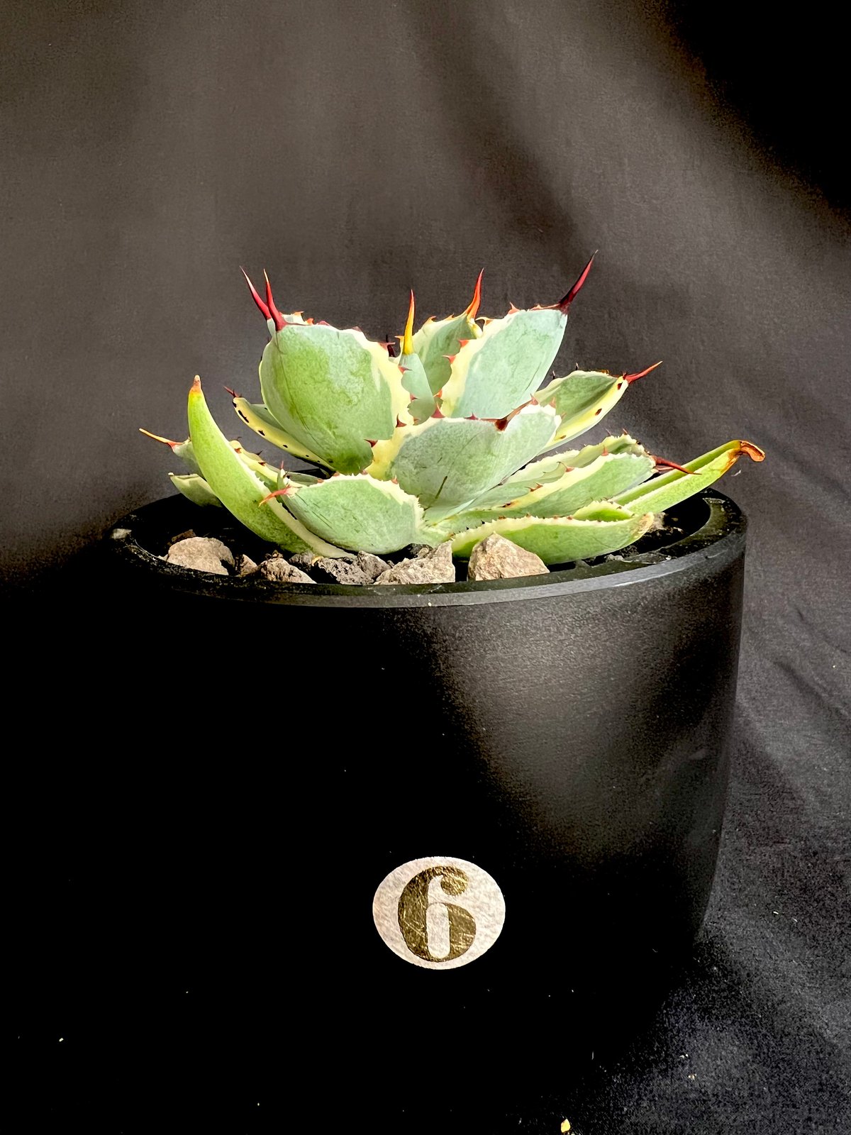 アガベ 吉祥冠錦 | HANDS PLANTS