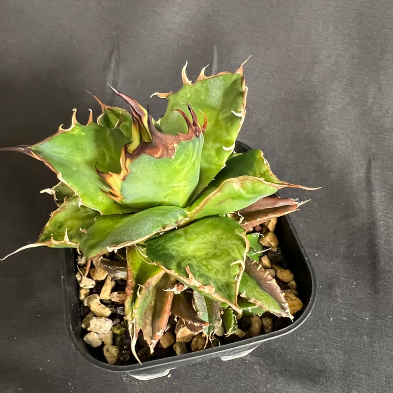 アガベ チタノタ ハデス子株いっぱい | HANDS PLANTS