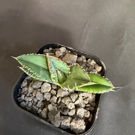 アガベ　チタノタ　ホオジロザメ  ③