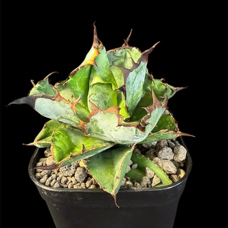 CATEGORY アガベ | HANDS PLANTS