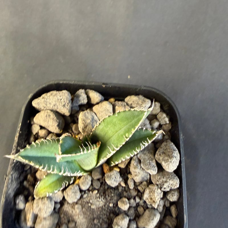 アガベ チタノタ 鰐亀（ワニガメ）子株 ④ | HANDS PLANTS