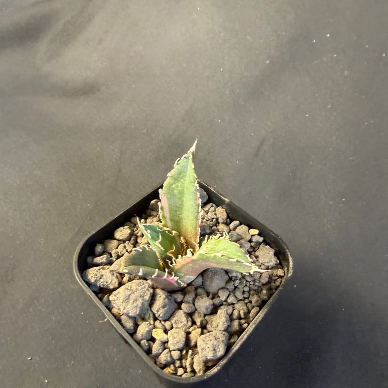 アガベ チタノタ 白鯨錦 B | HANDS PLANTS