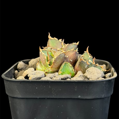 レッドキャットウィーズル | STORES