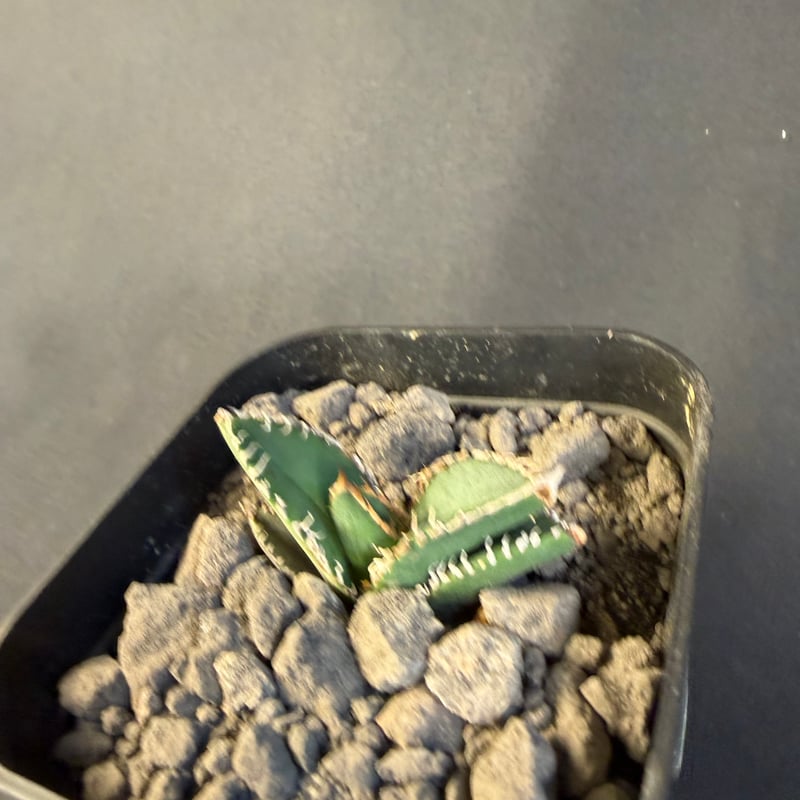 アガベ チタノタ 金蟾（きんせん）子株 ⅲ | HANDS PLANTS