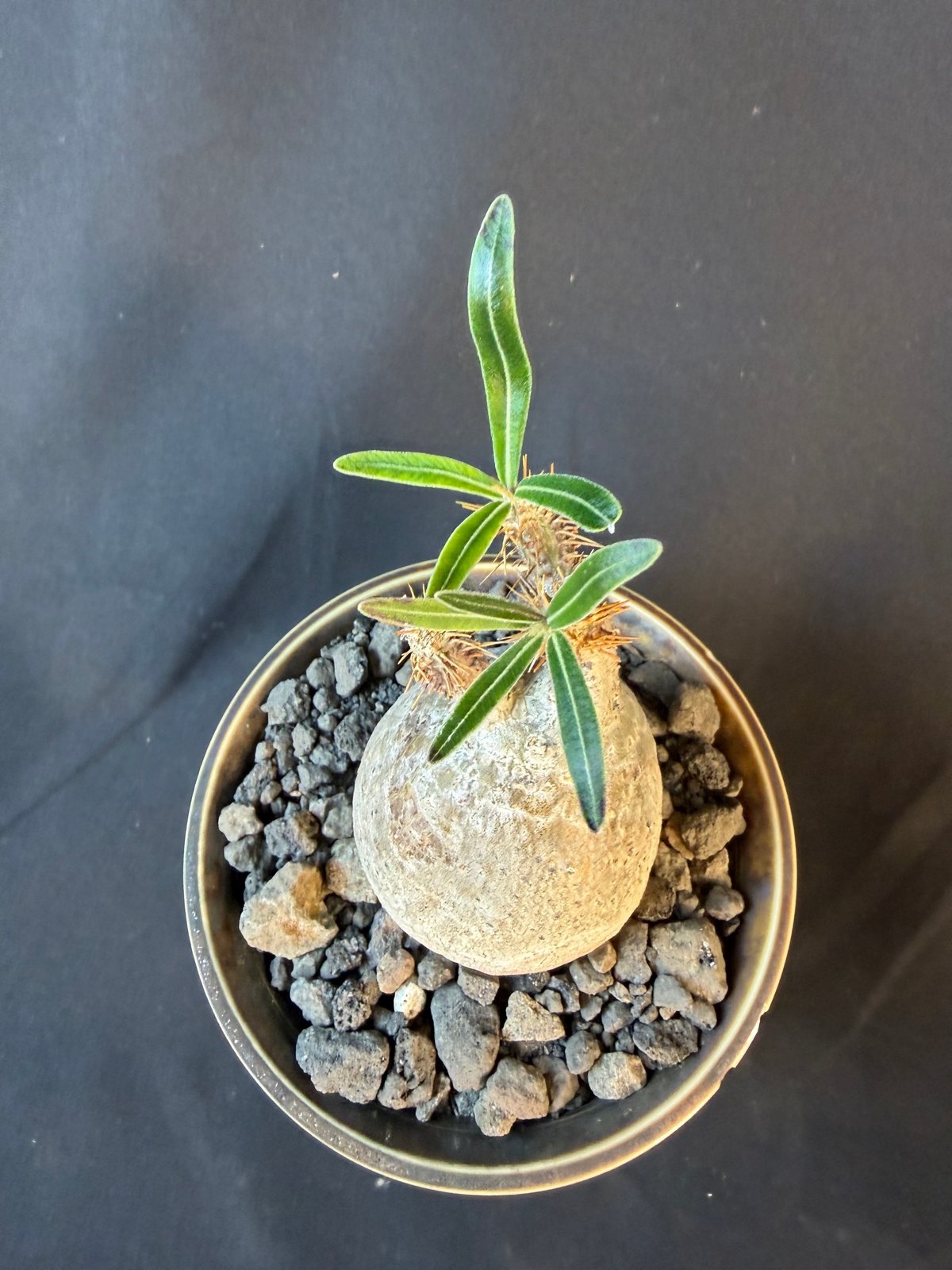 パキポディウム　２頭グラキリス　株幅16cm　発根済　現地球　塊根植物　陶器鉢付き パキポディウムグラキリス 現地株 発根済み 陶器鉢 T22 | HANDS PLANTS