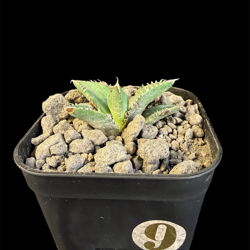 アガベ チタノタ 金蟾（きんせん）子株 ⅳ | HANDS PLANTS