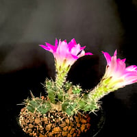 エキノケレウス　美花角