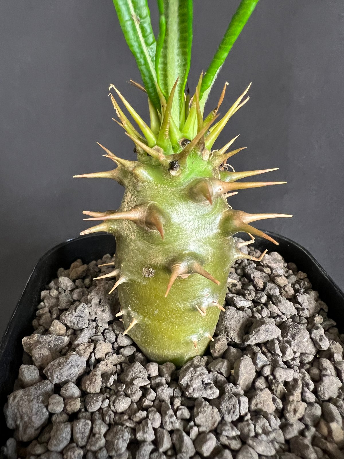 パキポディウム・アンボンゲンセ実生 ② | HANDS PLANTS