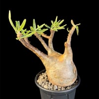 パキポディウムグラキリス 現地株　発根済　m 18③