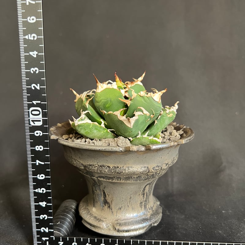 アガベ　魔丸　陶器鉢ごとの出品です。 アガベ チタノタ 魔丸 鉢 78 | HANDS PLANTS