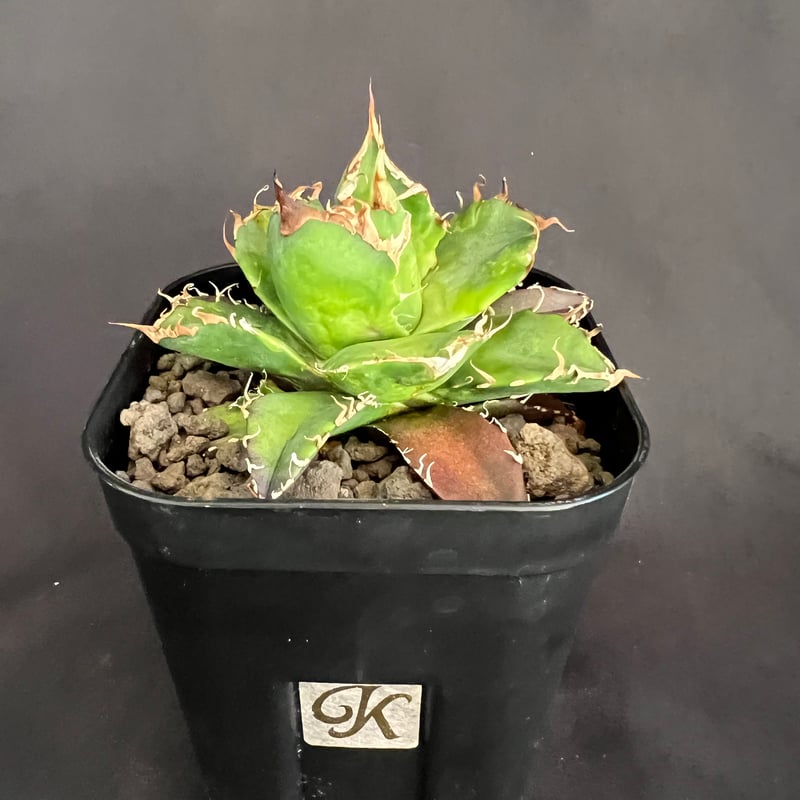 アガベ チタノタ シーザー 11 25 | HANDS PLANTS