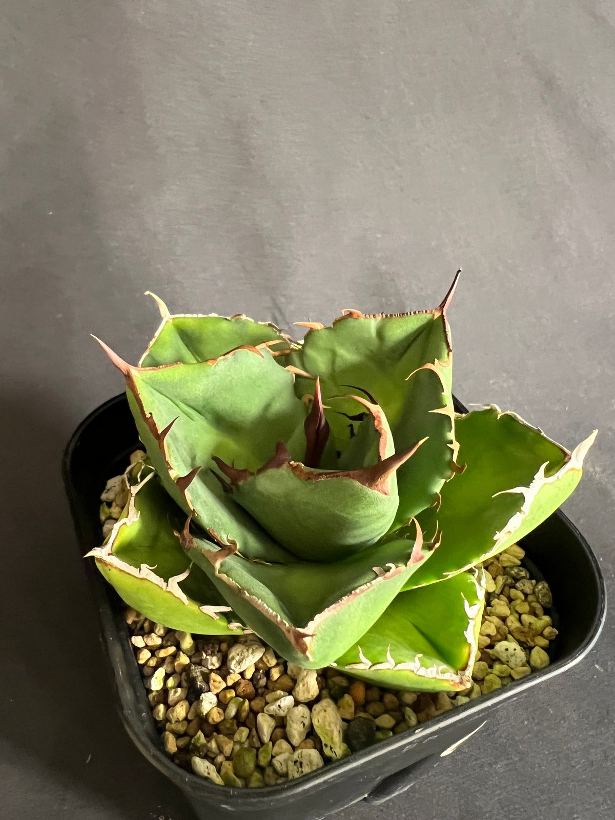 アガベ チタノタ 窮奇 ③30 | HANDS PLANTS