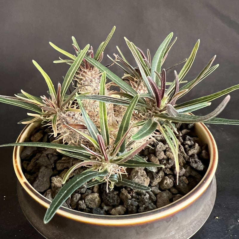 パキポディウム グラキリス多頭 実生株 | HANDS PLANTS