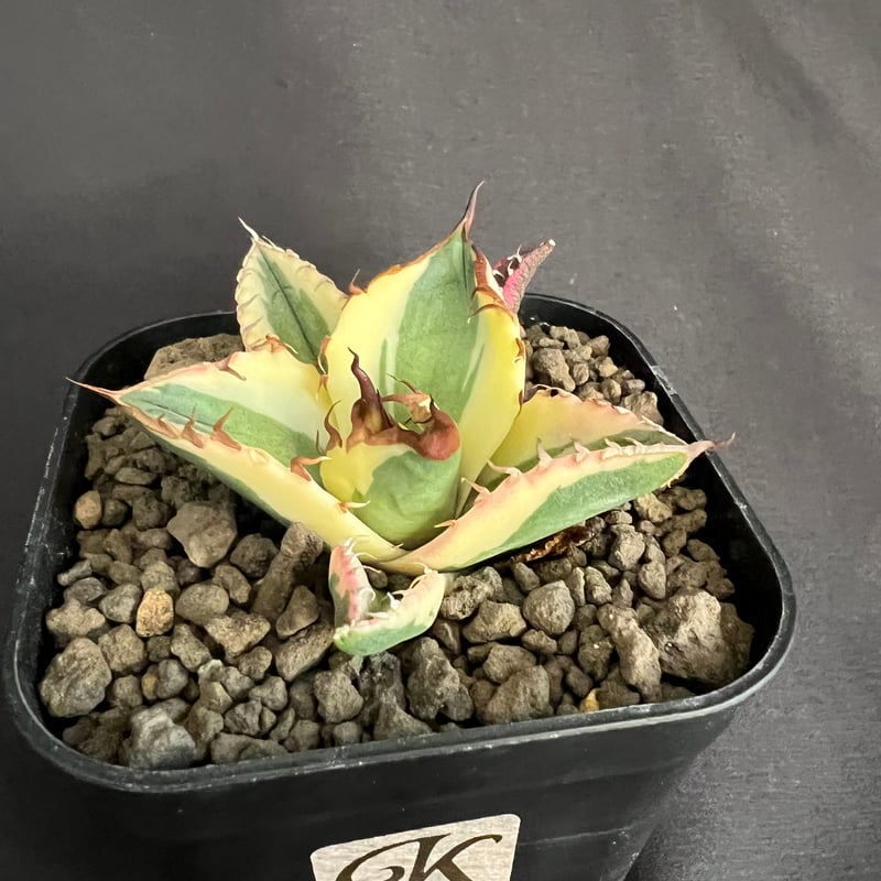 アガベ チタノタ スナグルトゥース③ | HANDS PLANTS