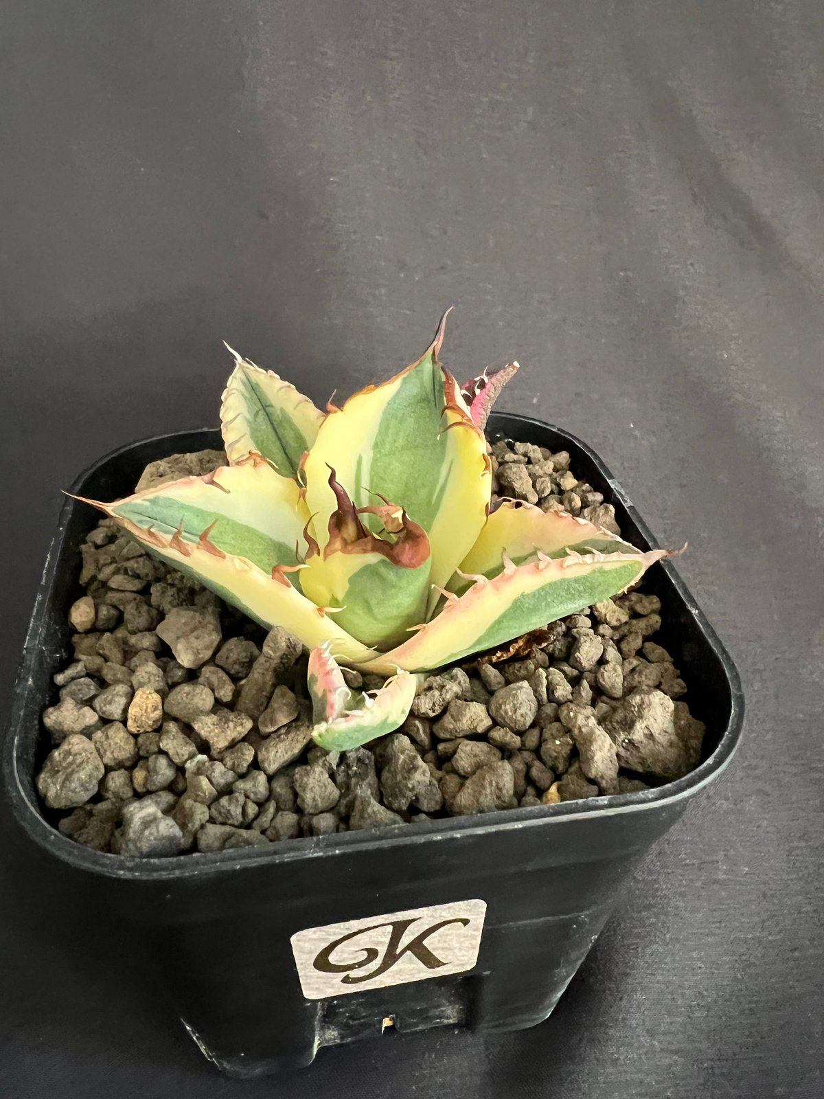 アガベ チタノタ スナグルトゥース③ | HANDS PLANTS