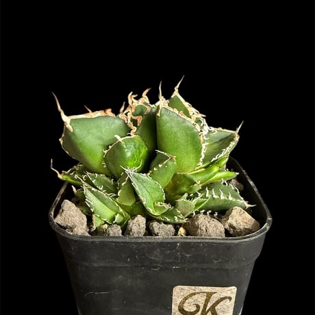 アガベsad | STORES