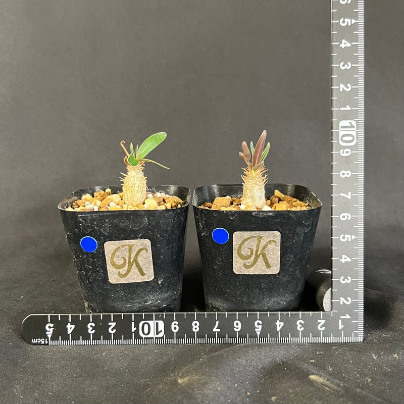 パキポディウム グラキリス2株セット