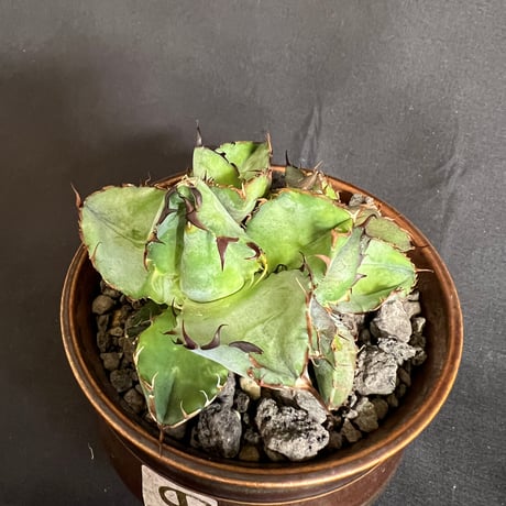 アガベ・チタノタ　ブラック&ブルー胴切り株　鉢55