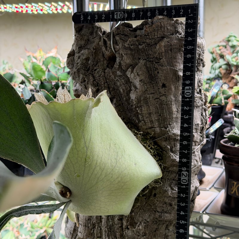 P. White Love ホワイトラブ ビカクシダ 子株 レア P. White Love