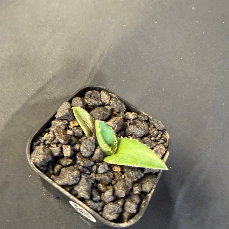 69990e9b10a49229140ef15e