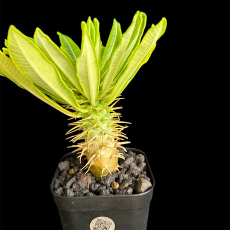 アンボンゲンセ | STORES