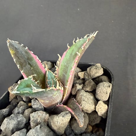 アガベ　チタノタ　白鯨錦 ⅲ