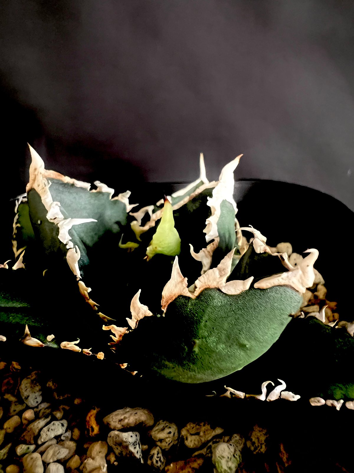 アガベ チタノタ 狼人 | HANDS PLANTS