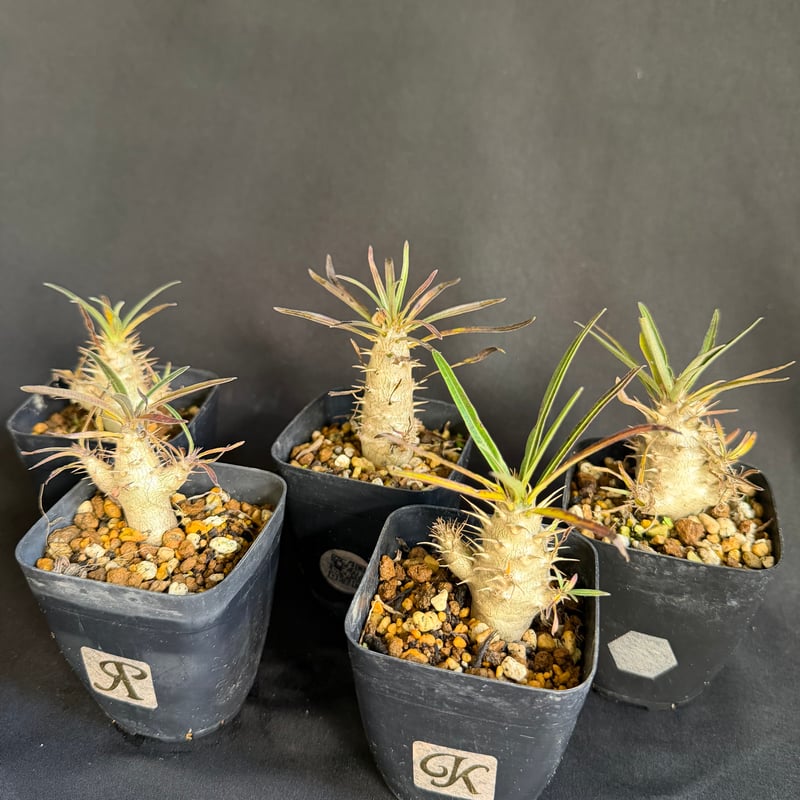 グラキリス 実生 5株セット ②G | HANDS PLANTS