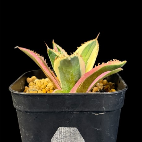 スナグルトゥース | STORES