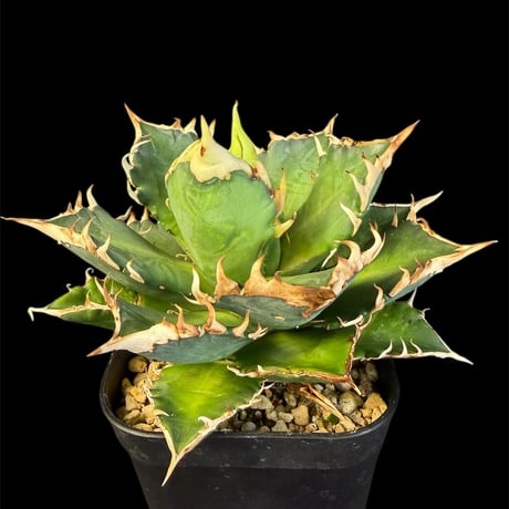 レッドキャットウィーズル | STORES