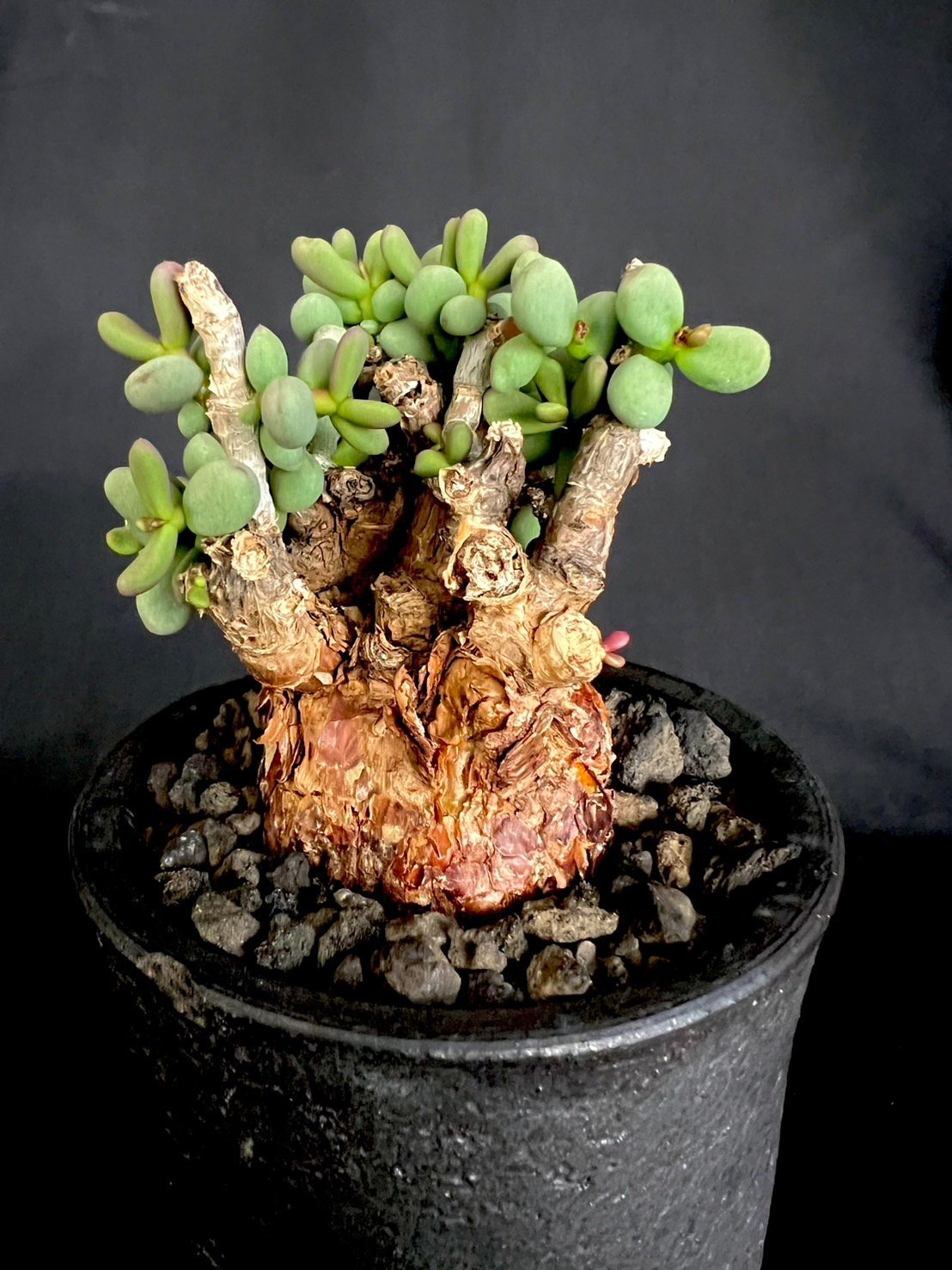 ケラリアピグマエア 現地株 発根済g | HANDS PLANTS